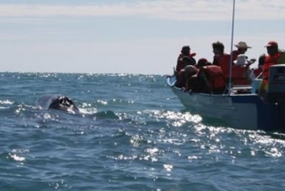 Observación ballena gris